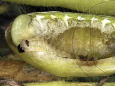 Каллимах_гусеница_2